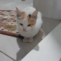 واگذاری بچه گربه‌‌ی با نمک|گربه|املش, |دیوار