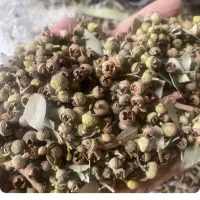 بذر اکالیپتوس وانواع بذر
