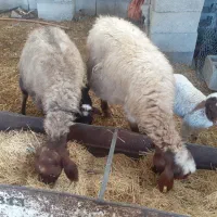 میش وبره دوعدد|حیوانات مزرعه|آبدانان, |دیوار