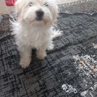 سگ شیتزو تریر فروشی  فوری