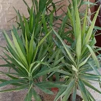 بار جدیدگیاه گلکده هلما گلی رسید