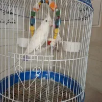 عروس هلندی|پرنده|محمدشهر, محمدشهر|دیوار