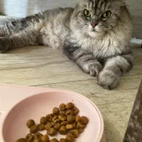 گربه خاص نژاددار