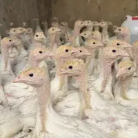 جوجه بوقلمون بیوتی فوق سنگین یک ماهه