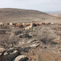 ماده سرابی|سگ|اردبیل, |دیوار