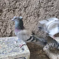 کبوتر اصفهانی پر به شرط