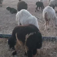 فروش گوسفند و بره (داشتی)