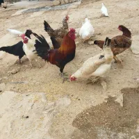 یک عدد خروس