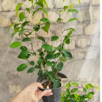 انواع گل بنجامین ابلق بلک لیمویی در چند سایز|گل و گیاه طبیعی|مرودشت, استادیوم‎|دیوار