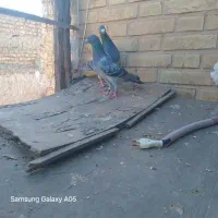 پلاکی