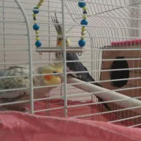 عروس هلندی جفت باقفس و وسایل