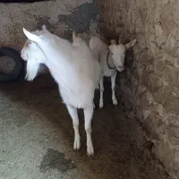 تکه سانن|حیوانات مزرعه|قوچان, |دیوار