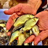 پرورش در استخر خود بچه ماهی آمور کَپور قزل|ماهی|همدان, |دیوار