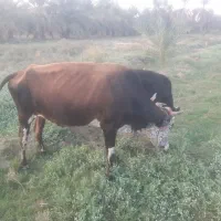 گاو مال داری|حیوانات مزرعه|پشتکوه (سیستان و بلوچستان), |دیوار