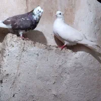 فروش یک جفت کبوتر سرحال