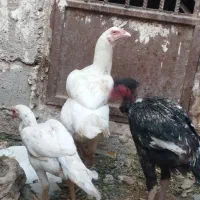 معاوضه مرغ باگوشی|حیوانات مزرعه|خاش, |دیوار