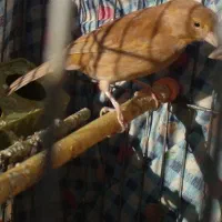 قناری شتری ماده|پرنده|شیبکوه (فارس), |دیوار