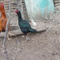 مرغ لار اصل نصل دار  درجه یک