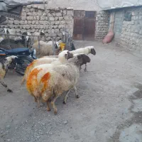 ۱۰عدد گوسفند شک شیره دار پستان کرده سنگین|حیوانات مزرعه|کارزان, |دیوار
