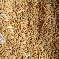 گندم بذری دیم آذر 2 فروش فوری|عمده‌فروشی|کنگاور, |دیوار