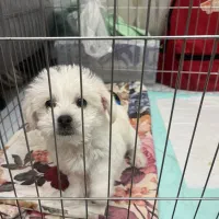 پودل مالتیز|سگ|تهران, صادقیه|دیوار