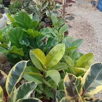 گل،گلدان،حراج