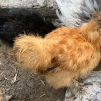 جوجه چهارماهه ابریشمی و خروس گلین