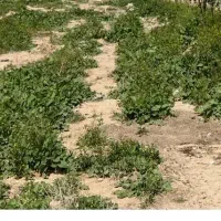 فروش-زمین-420-متری-گل-یخ