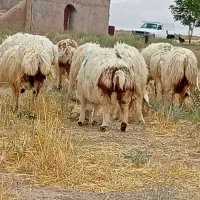 بره ماده شیرازی