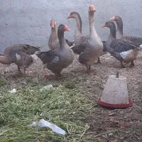 فروش ۷عدد غو غاز