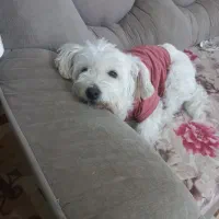 سگ ماده تریر