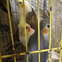 فروش عروس هلندی مناسب برای دستی کردن و سخنگو کردن