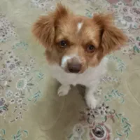 مژدگانی خوب برای یابنده|حیوانات|بسطام, |دیوار