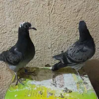 یک جفت جوجه مسافتی