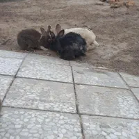 خرگوش