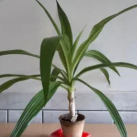 گل اشک ملکه