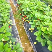 فروش توت فرهنگی سابرینا