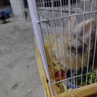 فروش خرگوش|موش و خرگوش|تالش, هشتپر|دیوار