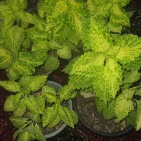 گل های زیبا