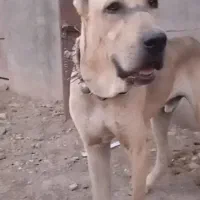 سگ سرابی