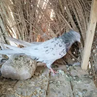 سور ماده کلای