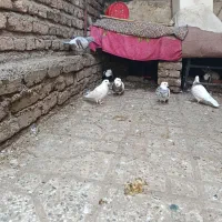 کبوتر|پرنده|مینودشت, |دیوار