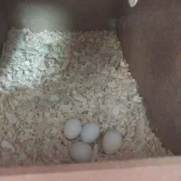 جفت مولد|پرنده|آفتاب, |دیوار