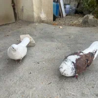 کبوتر نوک ریز|پرنده|وحیدیه, |دیوار