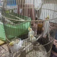 طوطی عروس هلندی