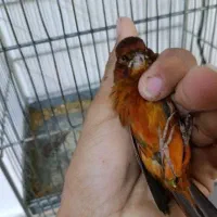 قناری ماده دارچینی جوان|پرنده|شوشتر, |دیوار