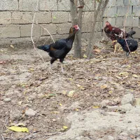 مرغ لاری اصیل|حیوانات مزرعه|گنبد کاووس, |دیوار