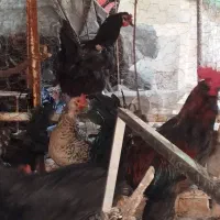 فروش مرغ خروس مرندی|حیوانات مزرعه|زرند, |دیوار