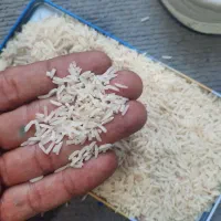 برنج فجر سوزنی بشرط پخت