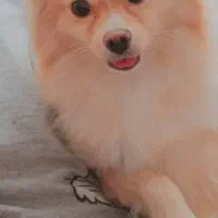 سگ پامر روباهی|سگ|شیراز, شهرک ترکان|دیوار